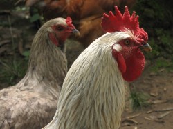 Just a photo of chickens