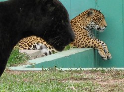 Just a photo of leopards but I love the shape formed by the wall