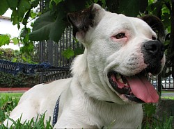 Photo of a leashed dog