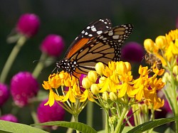 Just a photograph of a butterfly and a bee