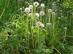 Just a photograph of dandelions taken with my first digital camera 4mp